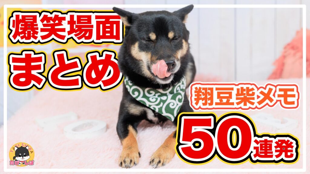 柴犬のおもしろ爆笑シーン!!旅する豆柴「翔豆柴メモシリーズ①〜㊿」総まとめ【子犬顔の小柄な柴犬の笑える日常】【総集編第７弾】 |  【旅する豆柴】となりのこてつ（小柄な柴犬との日々）